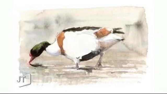 Portrait d’un passionné d’illustration et de nature (Vendée)