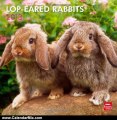 Calendar Review: Lop-Eared Rabbits 2013 Square 12X12 Wall Calendar (Multilingual Edition) by BrownTrout Publishers