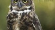 Calendar Review: Owls 2013 Wall Calendar by Willow Creek Press