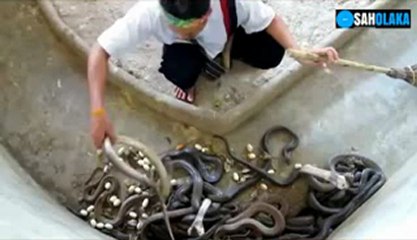 brave man  picks up cobras without caring