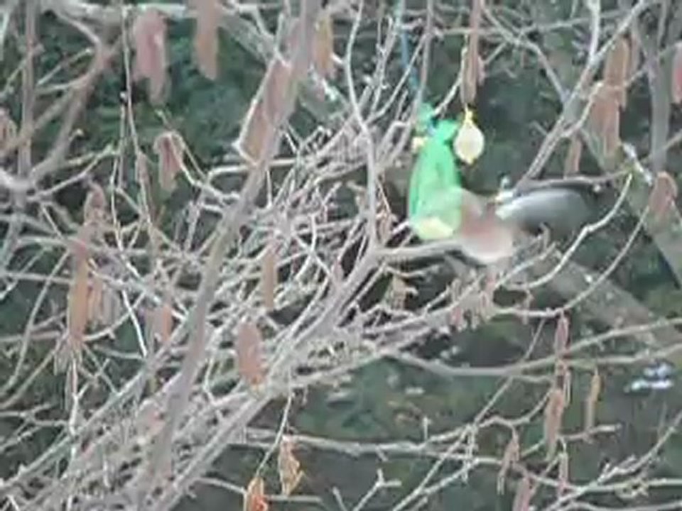 rouge gorge dans l'embarras