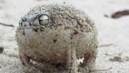 Le cri de cette grenouille fait le buzz sur le web