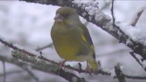 Oiseaux en hiver - Pajaros en invierno