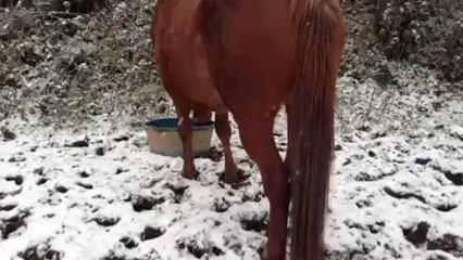 Primavéra, pleine de Jam Pridem 23 février 2013