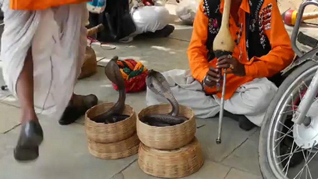 Cobra Dancing :)