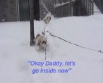Winter Fun With Lhasa Apso Dogs Romping Through Snow