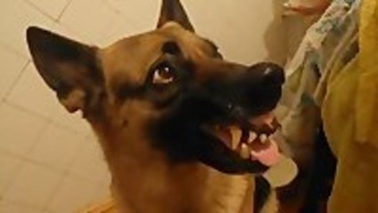 Dog Changes Expression On Command