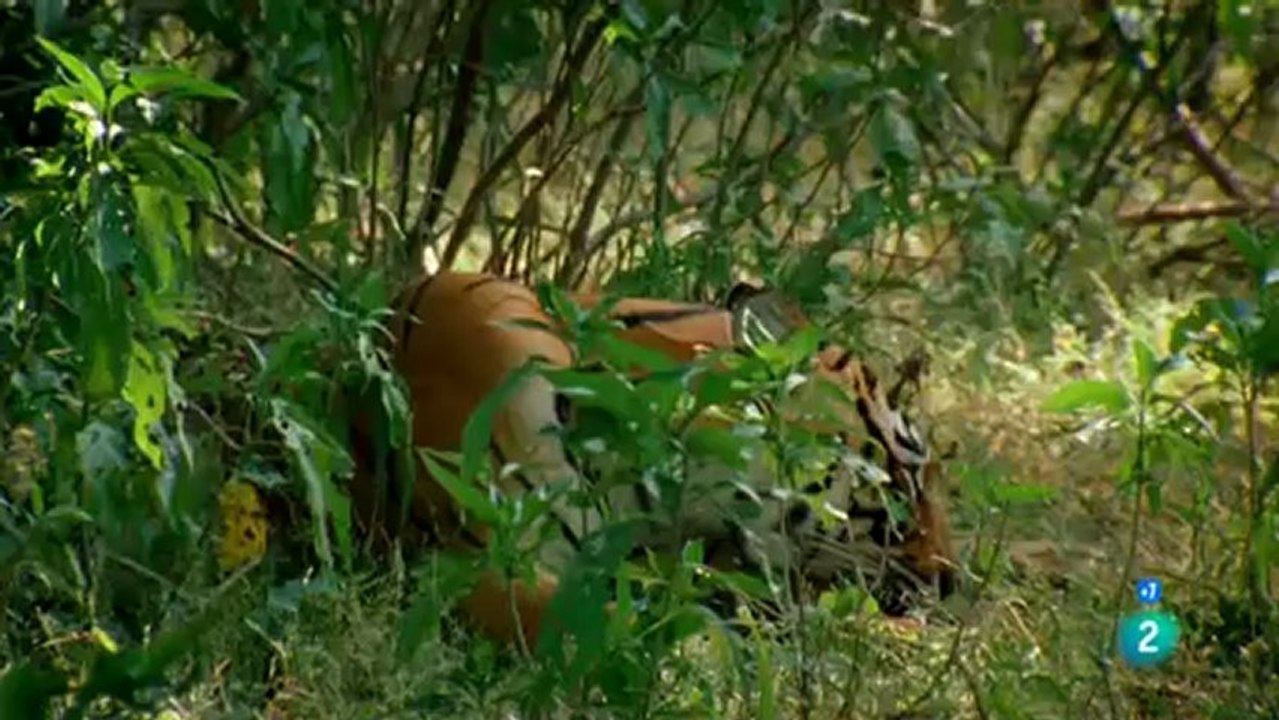 Machli, la reina de los tigres