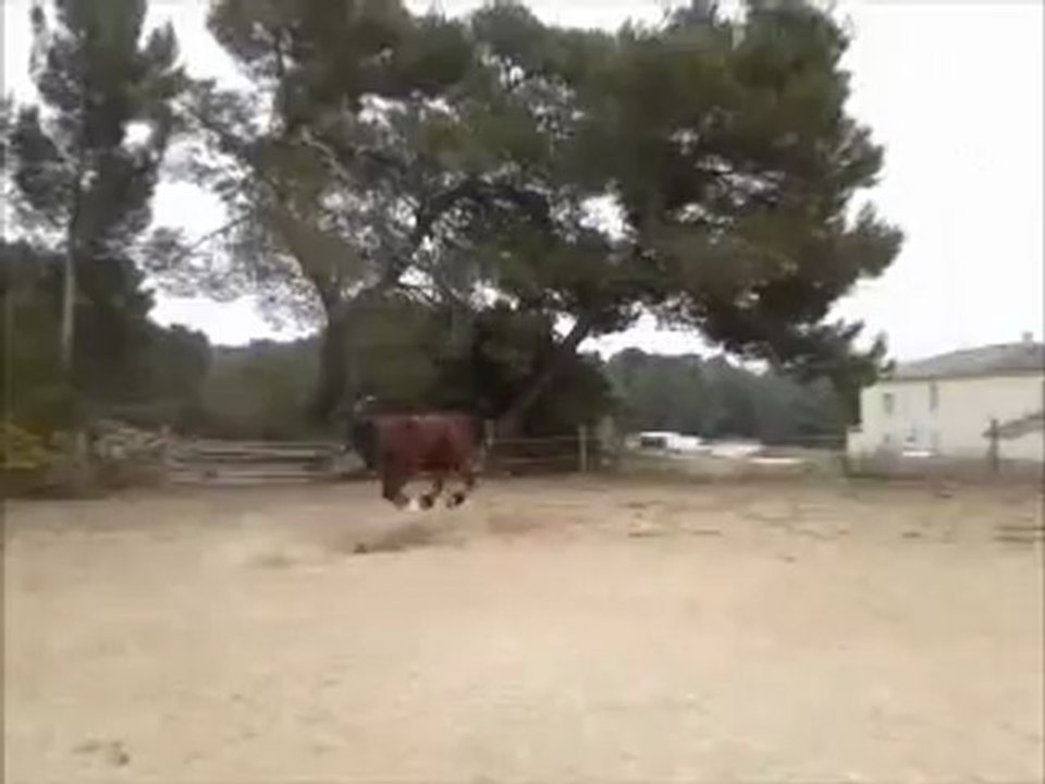 Nico en vrille