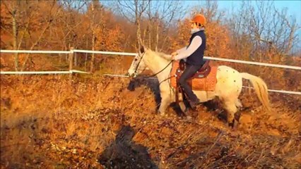 FENECK - Horse very typed appaloosa and polyvalent for sale