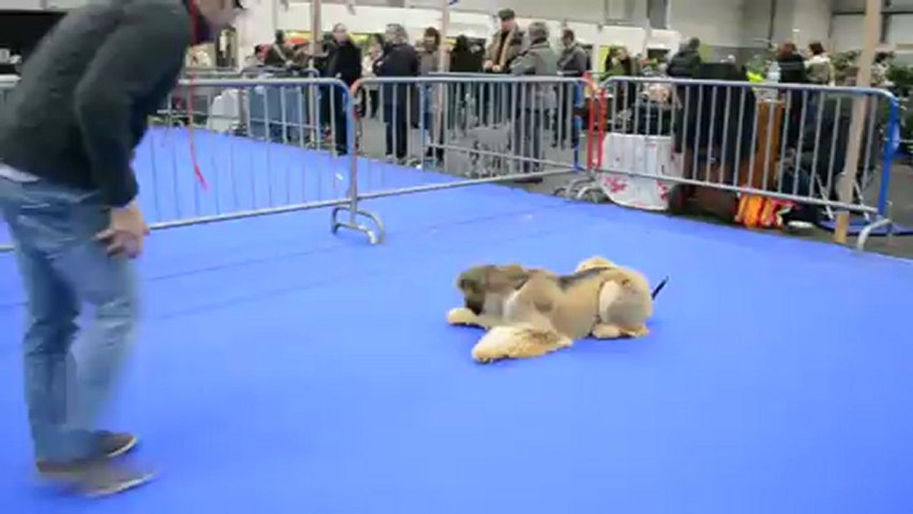 mademoiselle chloé 12 monts 1 week toulouse dog show