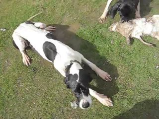 akil tavşan avı (1)