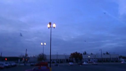 Seagulls Spotted Near Supermarket 🐦