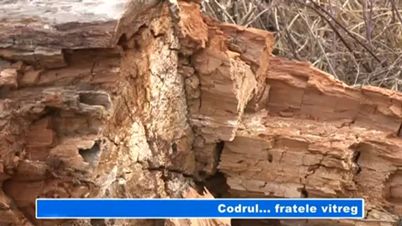 Codrul...fratele vitreg