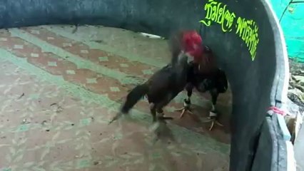 เจ้า GOLD  BLACK