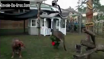 Kangourou se bat avec une peluche