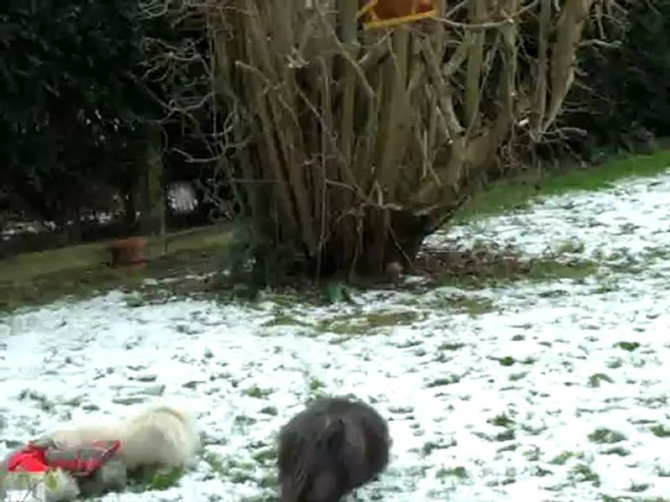 Découverte de la neige.