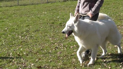 sociabilité entre chiens