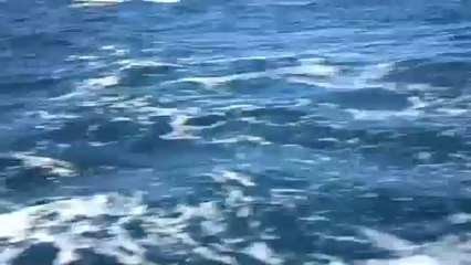 BALEINES À SAMANA FEV 2013