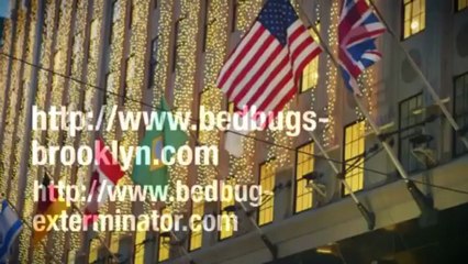 Pest Control in NYC- Northeastern Exterminating www.bedbugs-brooklyn.com