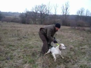 dressage galak setter anglais