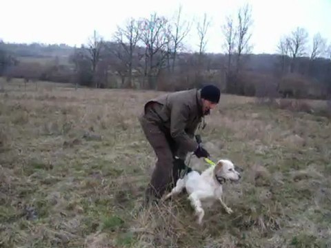 dressage galak setter anglais