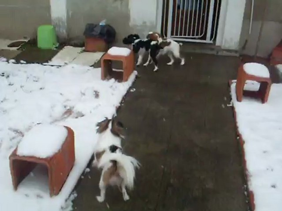 VISITE DE MON PETIT  HEPHAESTION DE LA VERTE ALBION LE DIMANCHE 24/02/2013  .