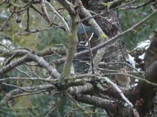L'oiseau dans l'arbre à manger (1)