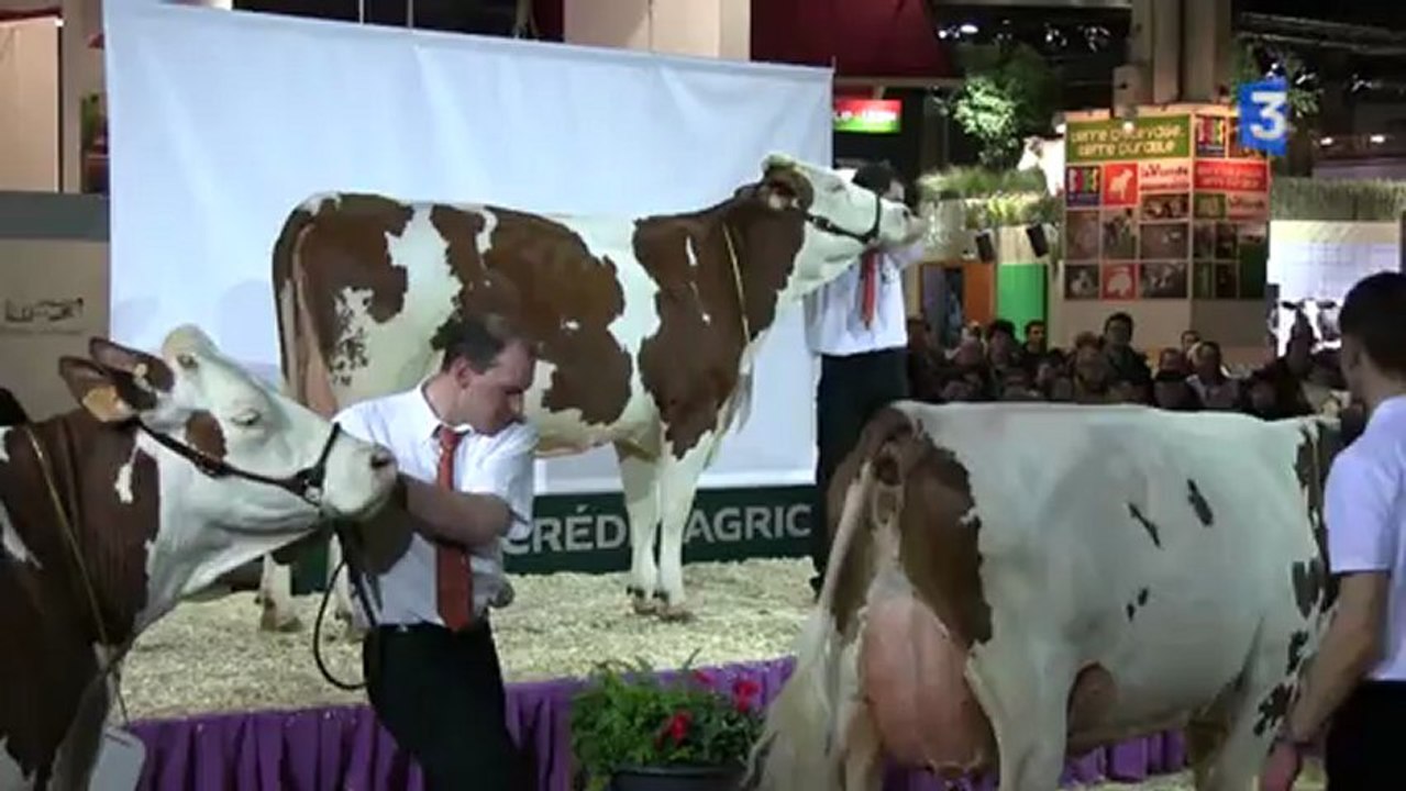 SIA 2013 : Concours des vaches Montbéliard