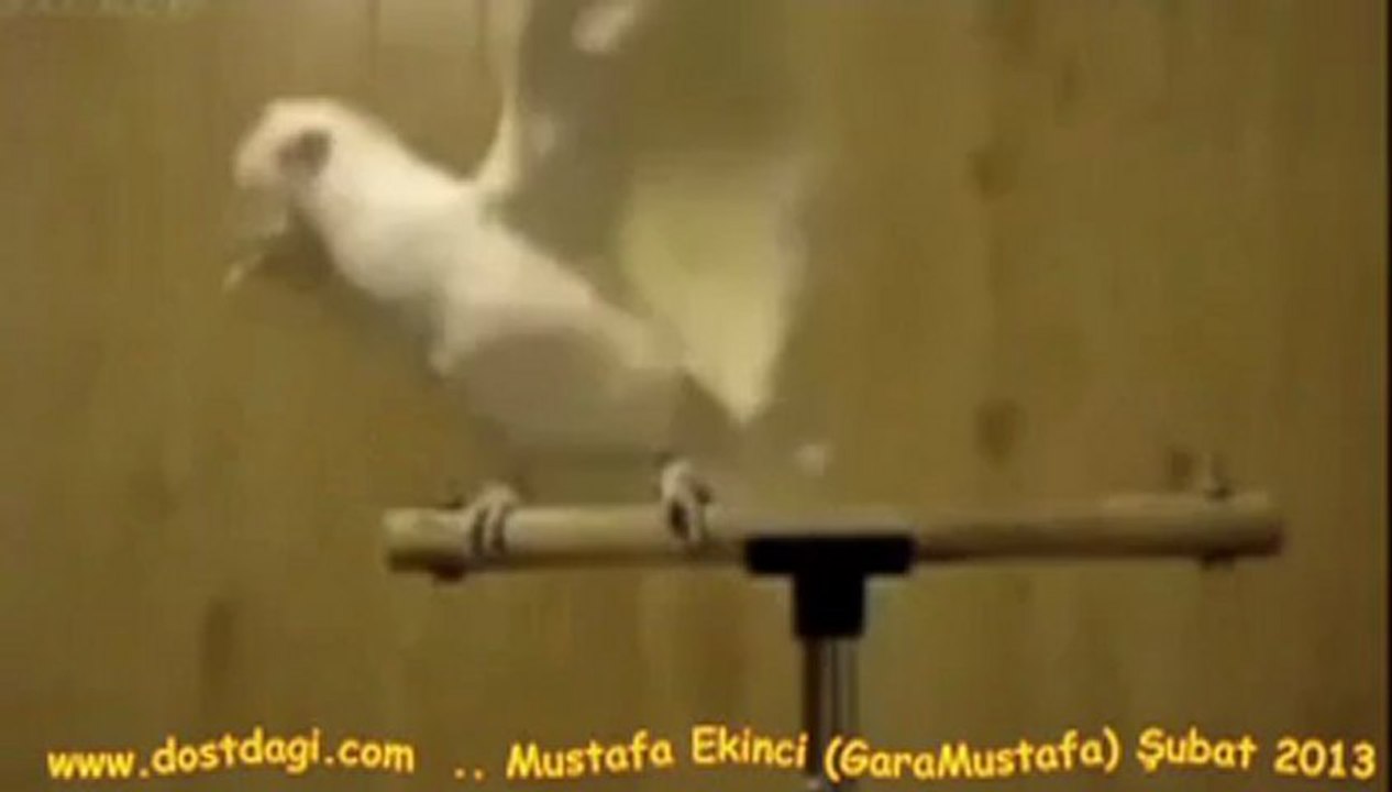 Ankarali Coskun -  Ankaranin Baglari .. (GaraMustafa)