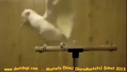 Ankarali Coskun -  Ankaranin Baglari .. (GaraMustafa)