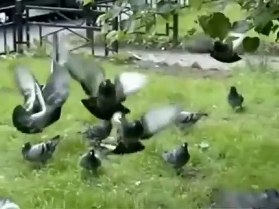 Ozcan Deniz - Ucun Guvercinler 2010 Remix By Isyankar365