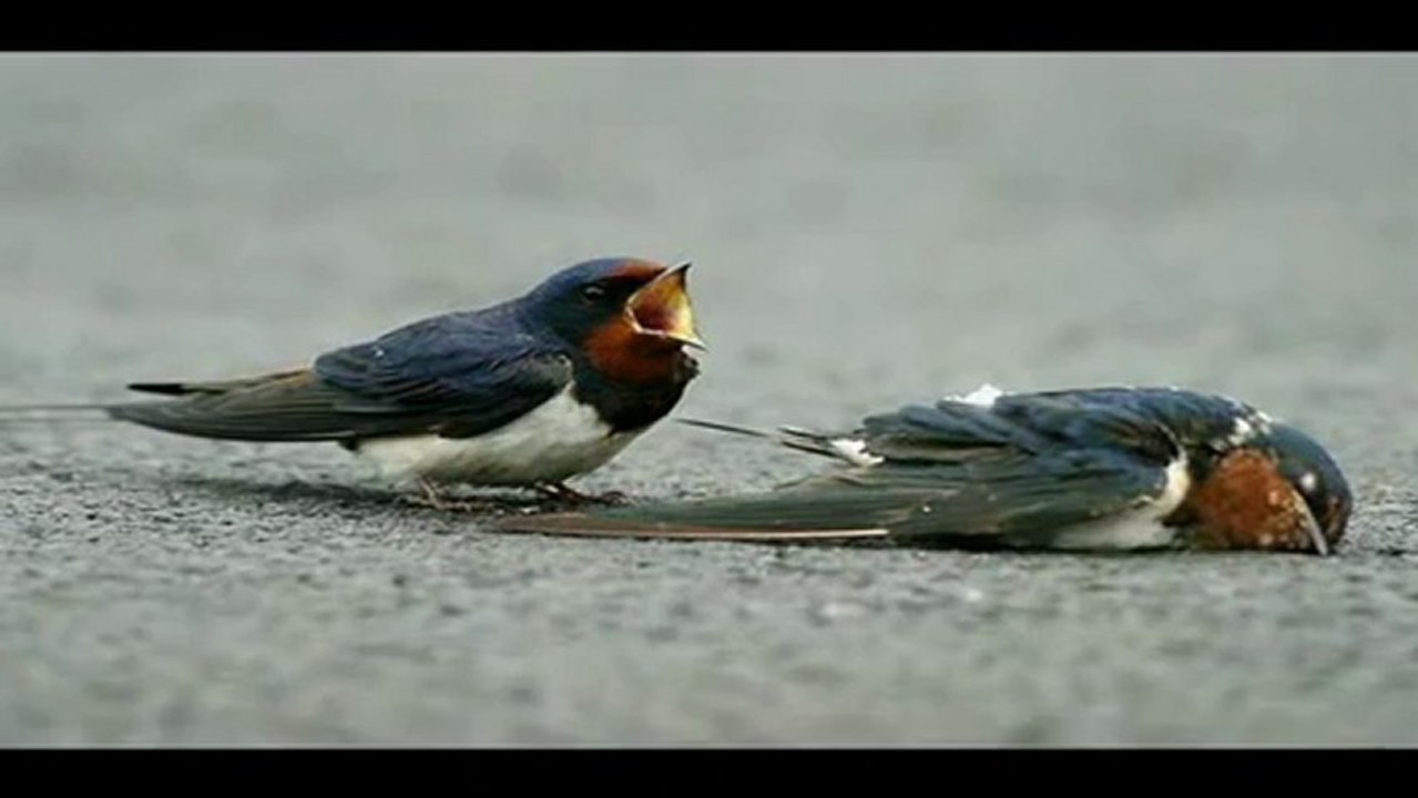 Sevda - Yigidim Remix By Isyankar365