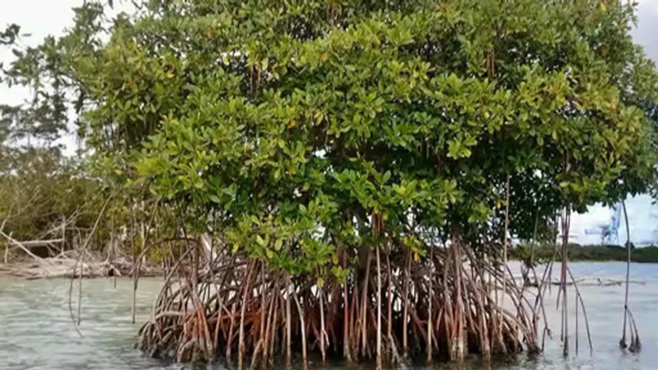 En Guadeloupe : Ce qu' a vu la Sirène