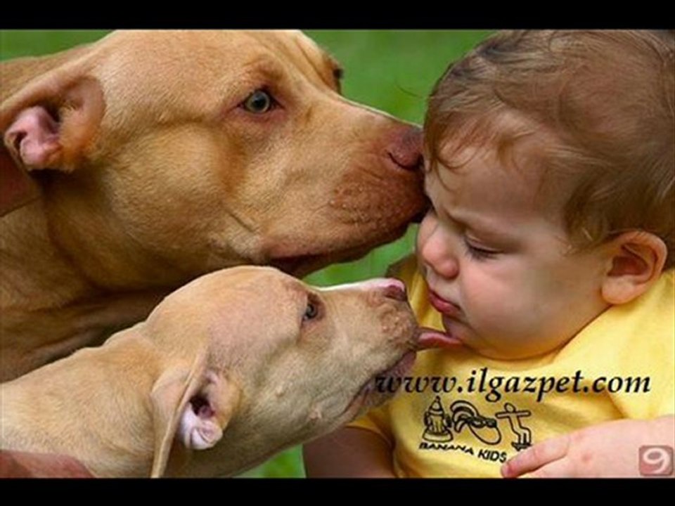 ilgazpet köpek kedi maması online alışveriş akvaryum malzelemeri