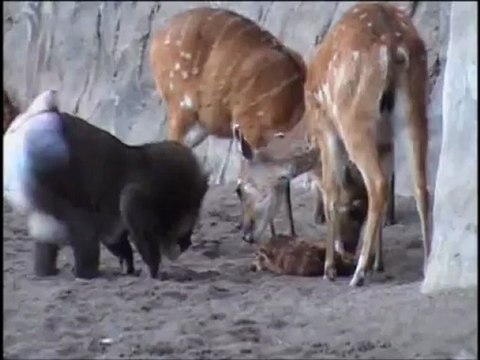 Nacimiento de una sitatunga a la vista de los visitantes