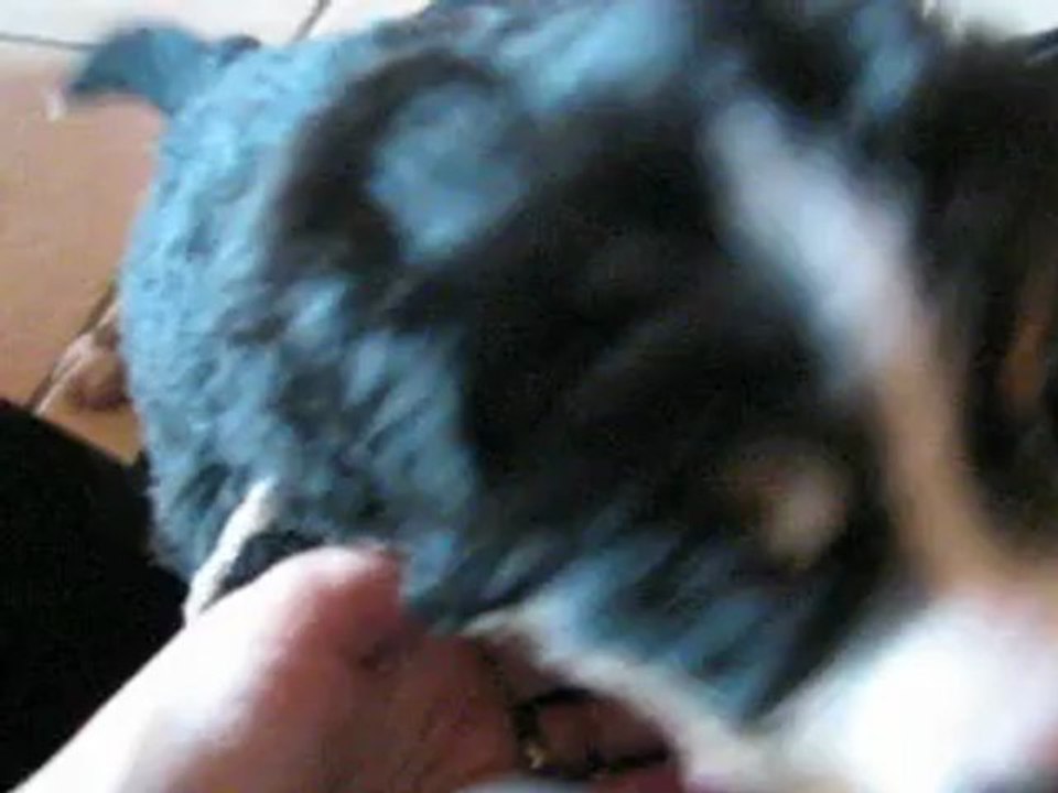 BB Chaumes / Dyörg  1 mois