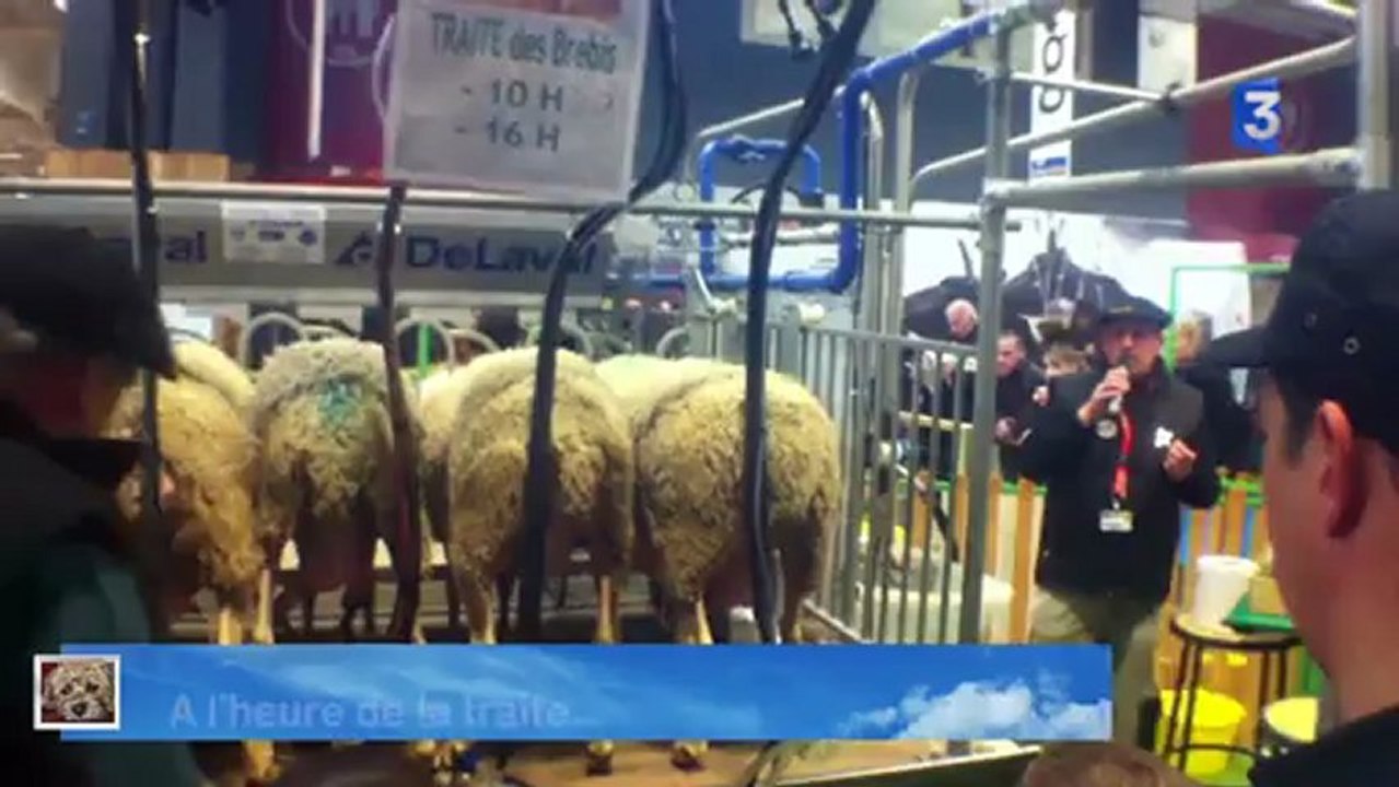 SIA 2013 : Ambiance à l'heure de la traite