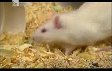 Tuhaf Bağlantılar-Körebe Oynayan Fok