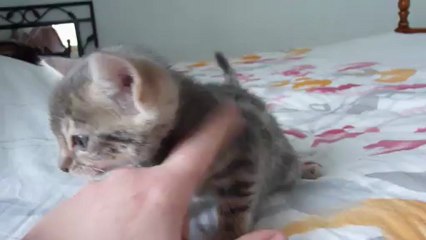 Magic Bengal Isiana, Girl 5 weeks