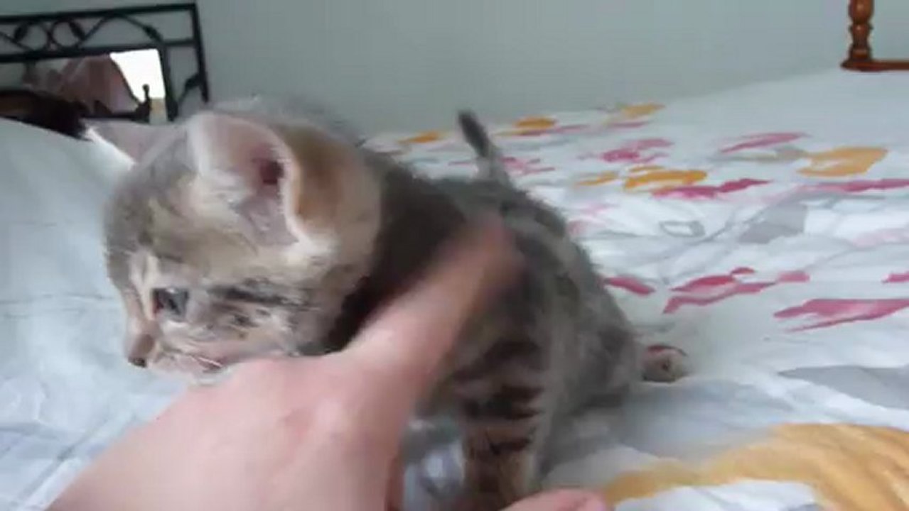Magic Bengal Isiana, Girl 5 weeks
