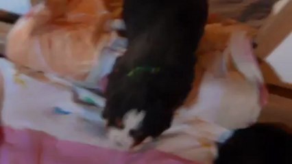 bébé vert veut faire ses besoins...