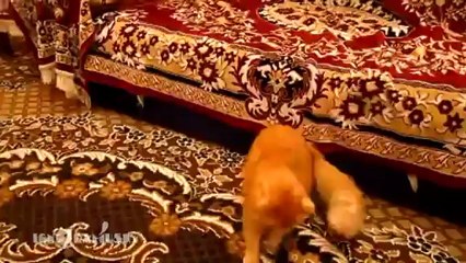 Cat Scared of Mario jump