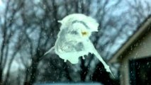 Man Sees Jesus in Bird Poop