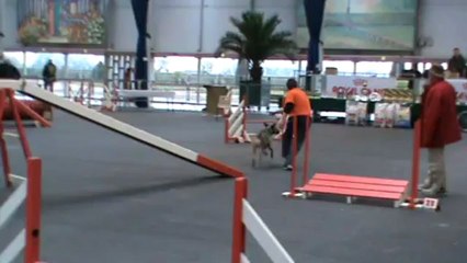 Baïla inter régional Agility 2