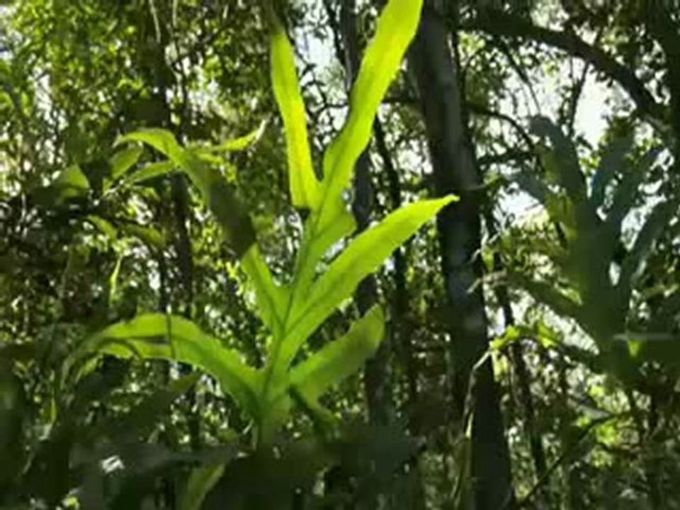 Veysel Uluagac - Bana Cok Gorduler Remix By Isyankar365