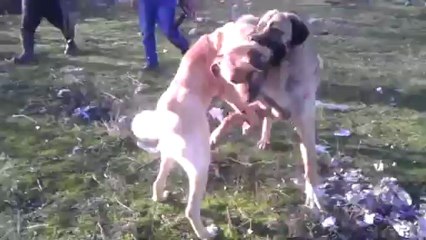 hurdacı aponun meşhur İVAN&polis ibonun efe.