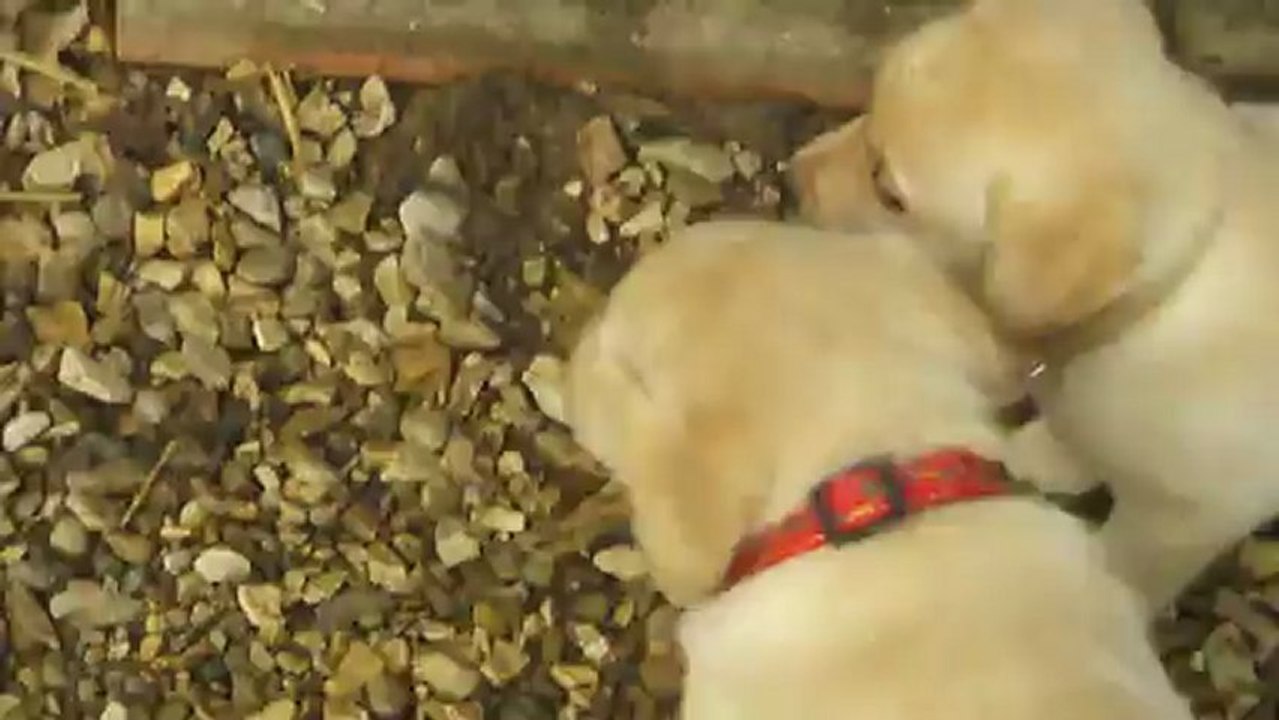 Femelle restant à réserver