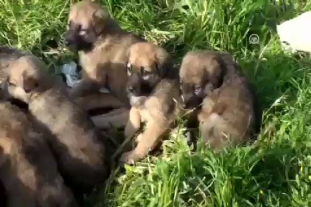 8 yavru köpek yuva arıyor