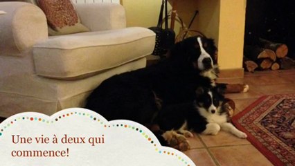 Hawai Brune du Trésor d'Ysatis